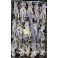 Frozen Squid Leftover Tentacles Nototodarus Sloanii 180-200g